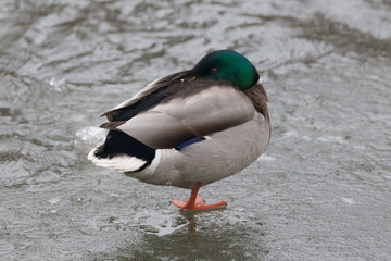 Mallard duck resting using one leg on a frozen ice on a shore.