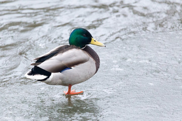 Mallard duck resting using one leg on a frozen ice on a shore.