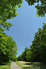 Obraz premium 公園の空と森と道