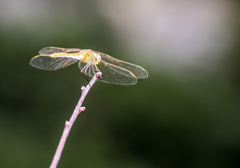 Macrophotographie d une libellule - Sympetrum jaune (Sympetrum flaveolum)