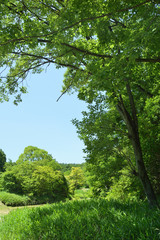 公園の空と森と道