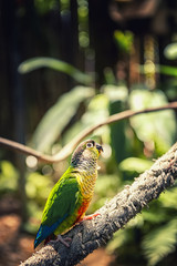Small green parrot in a tropical forest on a Sunny day.