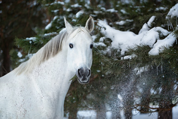 Obraz na płótnie Canvas Portrait of white horse on the pine-trees and snow background