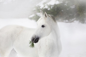 Fototapeta premium Portrait of white horse on the pine-trees and snow background