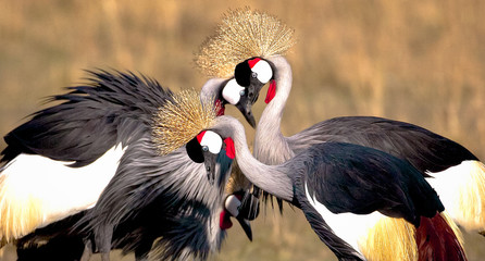 Naklejka premium Kwartet pięknych żurawi koronowanych zaangażowany w taniec godowy w parku narodowym Masai Mara w Kenii