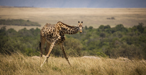 A giraffe with head held low gazes at viewer with iconic vast plains of Kenya's Masai mara in background