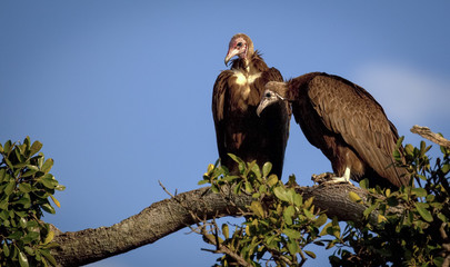 Two hooded vultures sitting on a branch with a blue sky behind