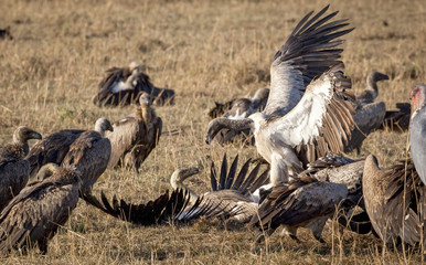 A dramatic fight breaks out between different vulture species over a kill in Kenya's Masai Mara National Park