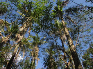 arborizar