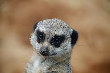Meerkat Closeup