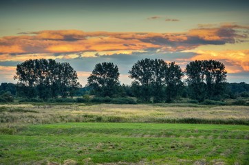 Beautiful summer landscape. Trees against a background of beautiful sky color.