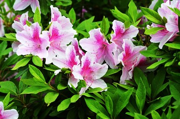 Pink and White Azaleas