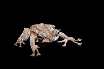 Borneo eared frog on black background