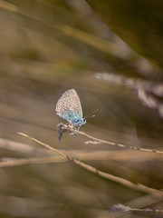 Butterfly resting on grass stalks