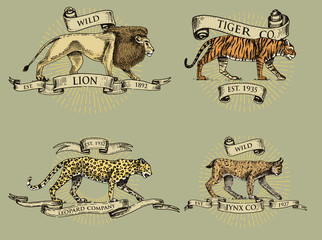 lion tiger lynx and leopard logos, emblems or badges with wild animals and banners or ribbons in vintage, retro old style, hand drawn engraving. sketch