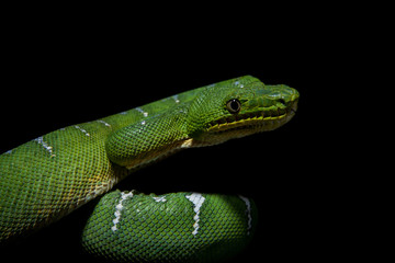 Emerald tree boa on black