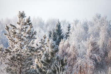First snow in the park. Winter landscape
