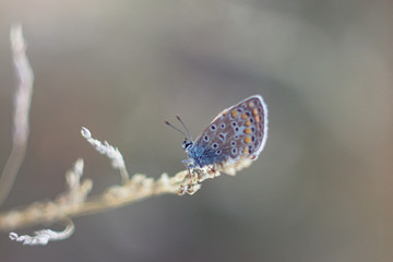 Butterfly resting on grass stalks