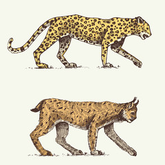 Wild cats set, leopard and Lynx engraved hand drawn in old sketch style, vintage animals