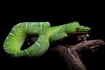 Emerald tree boa on black