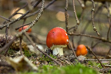 Amanita muscaria in the forest