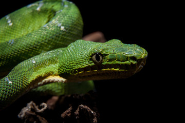 Emerald tree boa on black