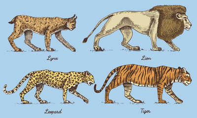 Wild cats set, Lynx lion leopard and tiger engraved hand drawn in old sketch style, vintage animals