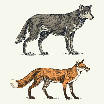 wild grey wolf and red fox engraved hand drawn in old sketch style, vintage animals