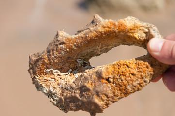 An old petrified shell in hand. The concept of geological research