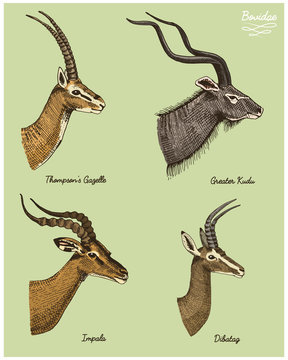 antelopes greater kudu, gazelle thompsons, dibatag and impala vector hand drawn illustration, engraved wild animals with antlers or horns vintage looking heads side view