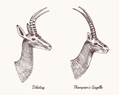 antelopes dibatag and thompsons gazelle vector hand drawn illustration, engraved wild animals with antlers or horns vintage looking heads side view
