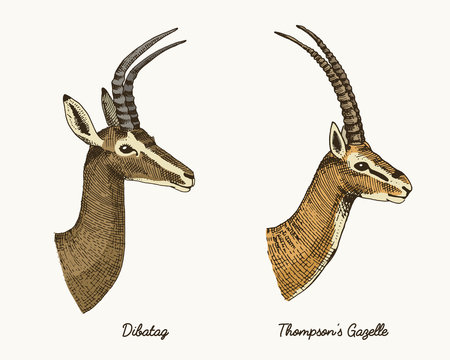 antelopes dibatag and thompsons gazelle vector hand drawn illustration, engraved wild animals with antlers or horns vintage looking heads side view