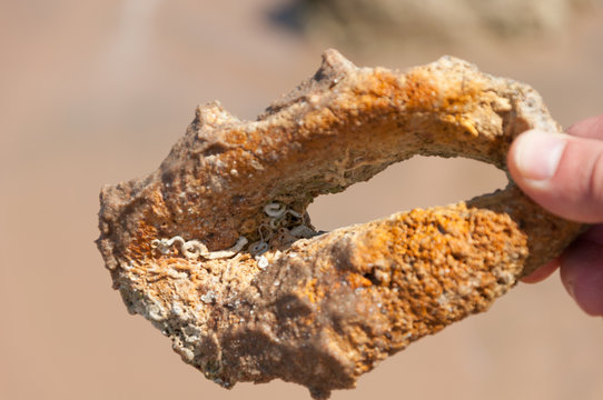 An Old Petrified Shell In Hand. The Concept Of Geological Research