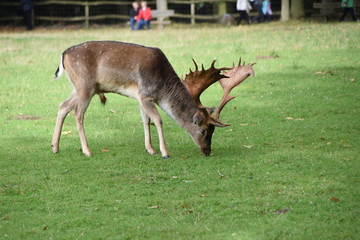 Dammhirsch in Ivenack