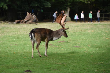 Dammhirsch in Ivenack