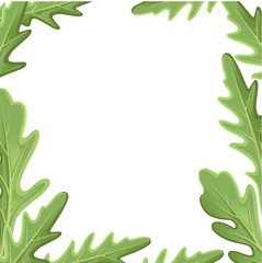 Set of arugula rucola, rocket salad fresh green leaves and outlines isolated over white background. Vector hand drawn illustration. Web site page and mobile app design vector element