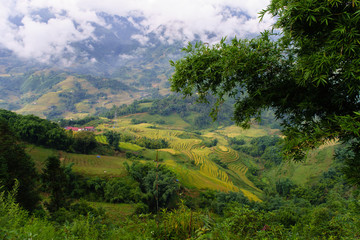 Fototapeta na wymiar Explore the natural beauty of Northwest Vietnam. Terrace field with the different type of seeds makes a beautiful colorful picture.