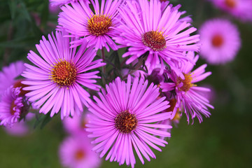 Aster frikartii o Settembrini. Fiori viola autunnali in giardino.