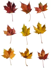 Foto auf Leinwand herfst bladeren © emieldelange