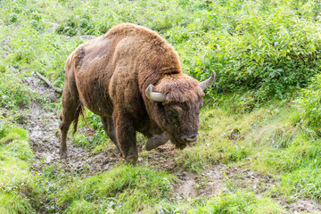 wisent in his habitat © ecwo