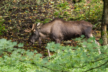 elk in his forest