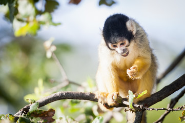 Singe saimiri jaune à tête noire