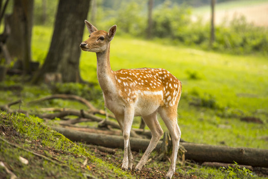 Fallow deer running wild