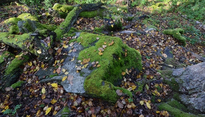 Green moss on rocks and trees in the woods