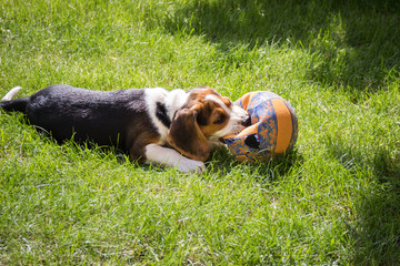Beagle bites on a ball (8 weeks)
