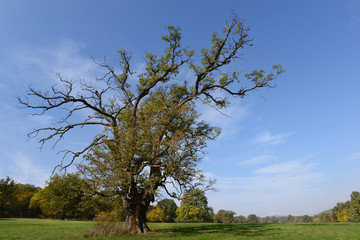 Dead tree in the meadow in early fall