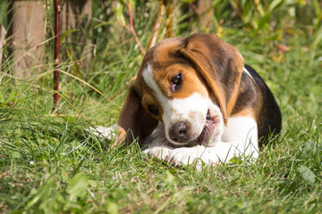 Dog lying in the grass and chewing on a bone (12 weeks)