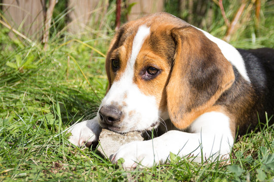 Beagle lies in the grass and has a stone in his mouth (12 weeks)