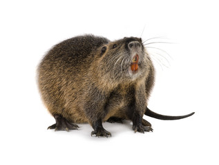 Coypu (Myocastor coypus)