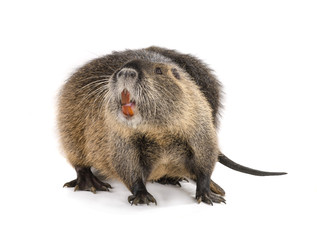 Coypu (Myocastor coypus)